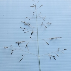 Eragrostis curvula (African Lovegrass) at Isaacs, ACT - 26 Feb 2024 by Steve818