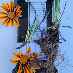 Gazania x splendens at O'Malley, ACT - 26 Feb 2024