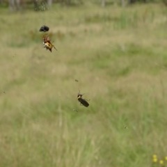 Austracantha minax (Christmas Spider, Jewel Spider) at Isaacs Ridge and Nearby - 23 Feb 2024 by Mike