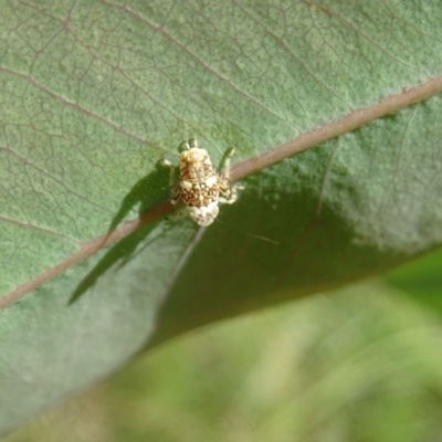 Fulgoroidea sp. (superfamily) (Unidentified fulgoroid planthopper) at Isaacs, ACT - 22 Feb 2024 by Mike