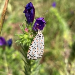 Utetheisa (genus) at Hall, ACT - 26 Feb 2024