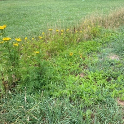 Tanacetum vulgare (Tansy) at Hall, ACT - 26 Feb 2024 by Rosie