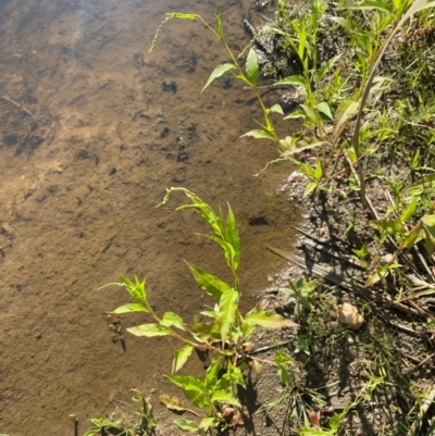 Persicaria hydropiper (Water Pepper) at Anembo, NSW - 18 Feb 2024 by JaneR