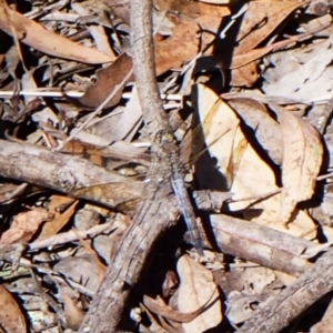 Orthetrum caledonicum at Aranda Bushland - 25 Feb 2024