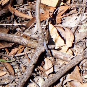 Orthetrum caledonicum at Aranda Bushland - 25 Feb 2024