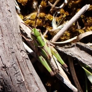 Oedaleus australis at Aranda Bushland - 25 Feb 2024