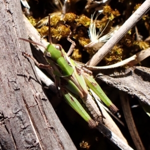 Oedaleus australis at Aranda Bushland - 25 Feb 2024 09:49 AM