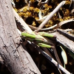 Oedaleus australis at Aranda Bushland - 25 Feb 2024 09:49 AM