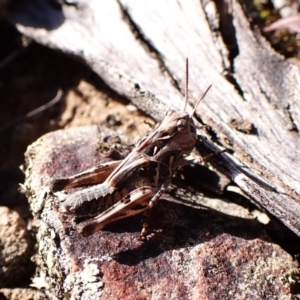Oedaleus australis at Aranda Bushland - 25 Feb 2024 09:48 AM