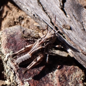 Oedaleus australis at Aranda Bushland - 25 Feb 2024 09:48 AM