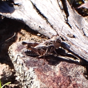 Oedaleus australis at Aranda Bushland - 25 Feb 2024 09:48 AM