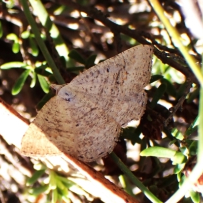 Casbia farinalis (Bleached Casbia) at Aranda, ACT - 24 Feb 2024 by CathB