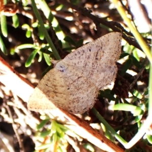 Casbia farinalis at Aranda Bushland - 25 Feb 2024