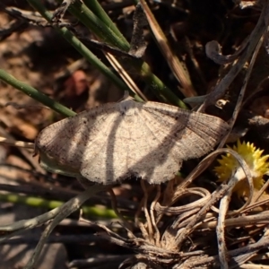 Casbia farinalis at Aranda Bushland - 25 Feb 2024