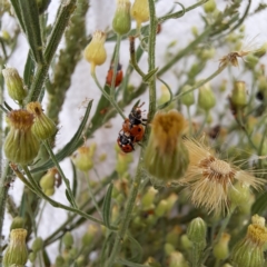 Hippodamia variegata (Spotted Amber Ladybird) at Watson, ACT - 25 Feb 2024 by abread111