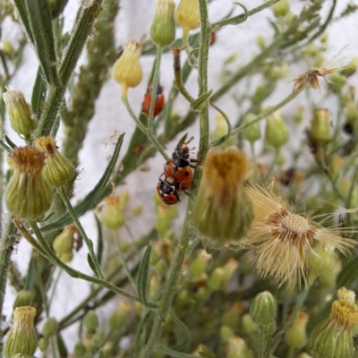 Hippodamia variegata (Spotted Amber Ladybird) at Watson, ACT - 25 Feb 2024 by abread111