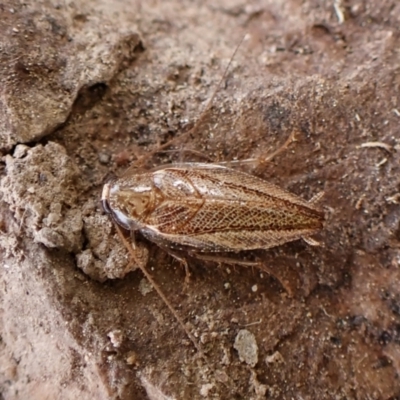 Ectoneura pallidula at Cook, ACT - 19 Feb 2024 by CathB