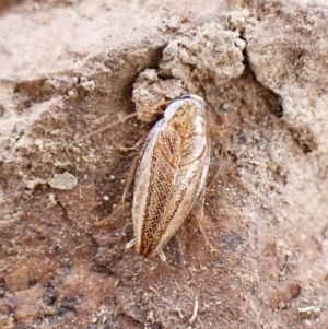 Ectoneura pallidula at Mount Painter - 20 Feb 2024