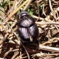 Onthophagus australis (Southern dung beetle) at Cook, ACT - 18 Feb 2024 by CathB