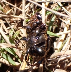 Onthophagus australis at Mount Painter - 18 Feb 2024 11:36 AM