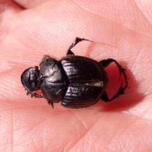 Onthophagus australis at Mount Painter - 18 Feb 2024 11:36 AM