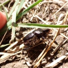 Onthophagus australis at Mount Painter - 18 Feb 2024 11:36 AM