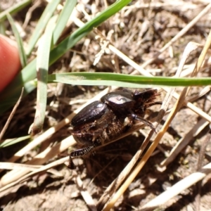 Onthophagus australis at Mount Painter - 18 Feb 2024