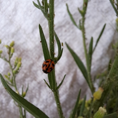 Coccinella transversalis (Transverse Ladybird) at Watson, ACT - 25 Feb 2024 by abread111