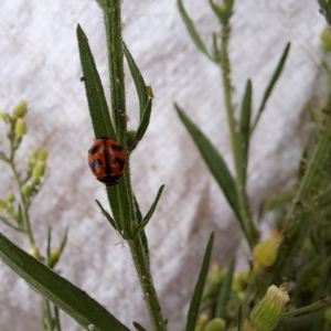 Coccinella transversalis at Mount Majura - 26 Feb 2024