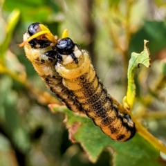 Pergidae sp. (family) (Unidentified Sawfly) at Kosciuszko National Park - 21 Feb 2024 by HelenCross