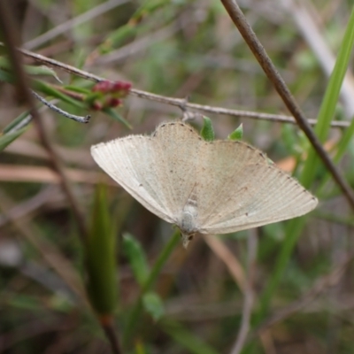 Casbia pallens (Pale Casbia) at Mount Painter - 16 Feb 2024 by CathB