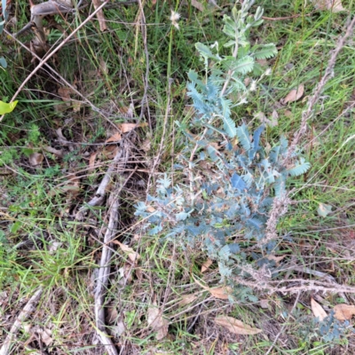 Acacia baileyana x Acacia dealbata (Cootamundra Wattle x Silver Wattle (Hybrid)) at Mount Majura - 25 Feb 2024 by abread111