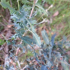 Acacia baileyana x Acacia dealbata at Mount Majura - 26 Feb 2024