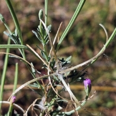 Epilobium billardiereanum subsp. cinereum at The Pinnacle - 25 Feb 2024