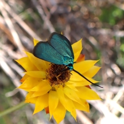 Pollanisus (genus) (A Forester Moth) at Cook, ACT - 16 Feb 2024 by CathB