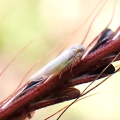 Nesoclutha phryne (Australian Grass Leafhopper) at Mount Painter - 20 Feb 2024 by CathB