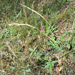 Cullen microcephalum at Mount Majura - 26 Feb 2024 10:40 AM