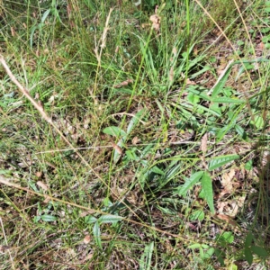 Cullen microcephalum at Mount Majura - 26 Feb 2024