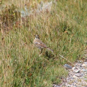 Anthus australis at Kosciuszko National Park - 25 Feb 2024 12:52 PM