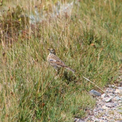 Anthus australis (Australian Pipit) at Kosciuszko National Park - 25 Feb 2024 by MB