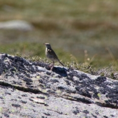 Anthus australis at Kosciuszko National Park - 25 Feb 2024 12:52 PM