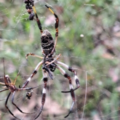 Trichonephila edulis (Golden orb weaver) at Mount Majura - 26 Feb 2024 by abread111