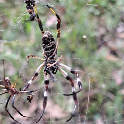 Trichonephila edulis (Golden orb weaver) at Mount Majura - 26 Feb 2024 by abread111