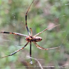 Trichonephila edulis at Mount Majura - 26 Feb 2024