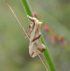 Heliocosma argyroleuca (A tortrix or leafroller moth) at Cook, ACT - 19 Feb 2024 by CathB