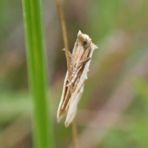 Heliocosma argyroleuca at Mount Painter - 20 Feb 2024