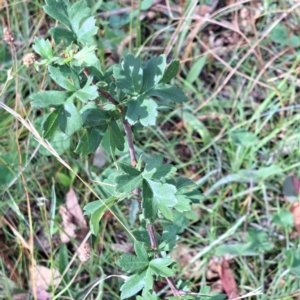 Crataegus monogyna at Mount Majura - 26 Feb 2024