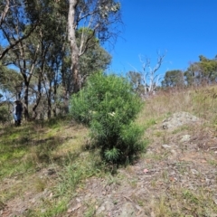 Cassinia longifolia at The Pinnacle - 25 Feb 2024 11:01 AM