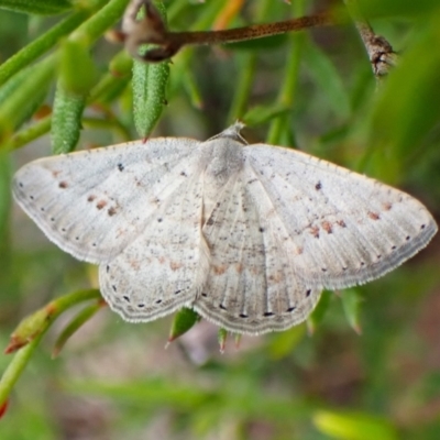 Casbia pallens (Pale Casbia) at Mount Painter - 19 Feb 2024 by CathB