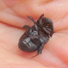 Heteronychus arator (African black beetle) at Bicentennial Park - 26 Feb 2024 by Paul4K